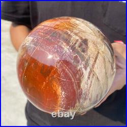 6.8lb Natural Petrified Wood fossil Quartz sphere Crystal Ball specimen Healing