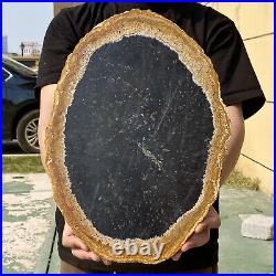 6.96LB Large Natural Petrified Wood Crystal Fossil Slice Shape Specimen Healing