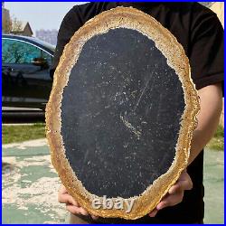 6.96LB Large Natural Petrified Wood Crystal Fossil Slice Shape Specimen Healing