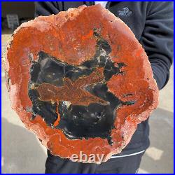 6.9lb Rare Natural Red Petrified Wood Fossil Crystal Rough Slice From Madagascar