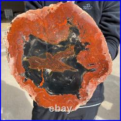 6.9lb Rare Natural Red Petrified Wood Fossil Crystal Rough Slice From Madagascar