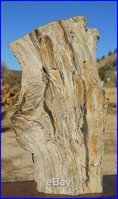 6lb 10oz AZ Polished Arizona Petrified Ironwood Complete Section withknots