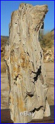 6lb 10oz AZ Polished Arizona Petrified Ironwood Complete Section withknots