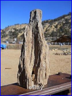 6lb 13oz AZ Polished Arizona Petrified Ironwood Complete Section, Viewing Stone
