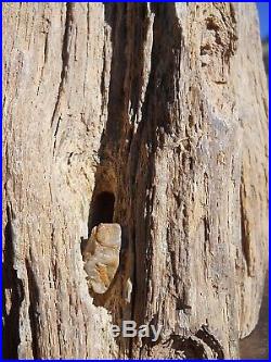 6lb 13oz AZ Polished Arizona Petrified Ironwood Complete Section, Viewing Stone