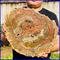 7026g Large Block Natural Petrified Wood Crystal Fossil Slice Shape Specimen 7026g Large Block Natural Petrified Wood Crystal Fossil Slice Shape Specimen