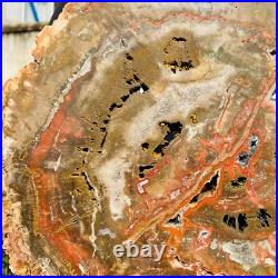 7026g Large Block Natural Petrified Wood Crystal Fossil Slice Shape Specimen 7026g Large Block Natural Petrified Wood Crystal Fossil Slice Shape Specimen