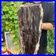 71lb_Rare_Natural_petrified_wood_rough_Wood_fossil_mineral_specimen_healing_01_cult
