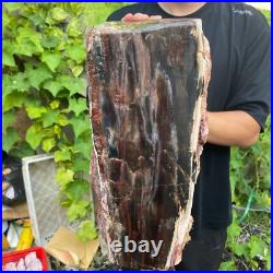 71lb Rare Natural petrified wood rough Wood fossil mineral specimen healing 71lb Rare Natural petrified wood rough Wood fossil mineral specimen healing