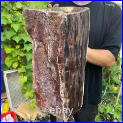 71lb Rare Natural petrified wood rough Wood fossil mineral specimen healing 71lb Rare Natural petrified wood rough Wood fossil mineral specimen healing