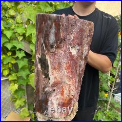 71lb Rare Natural petrified wood rough Wood fossil mineral specimen healing 71lb Rare Natural petrified wood rough Wood fossil mineral specimen healing