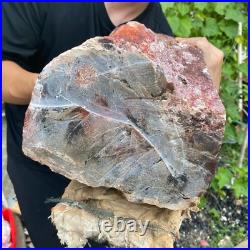 71lb Rare Natural petrified wood rough Wood fossil mineral specimen healing 71lb Rare Natural petrified wood rough Wood fossil mineral specimen healing