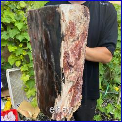 71lb Rare Natural petrified wood rough Wood fossil mineral specimen healing 71lb Rare Natural petrified wood rough Wood fossil mineral specimen healing