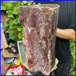 71lb Rare Natural petrified wood rough Wood fossil mineral specimen healing 71lb Rare Natural petrified wood rough Wood fossil mineral specimen healing