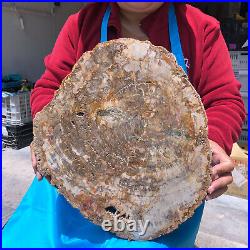 7200g Natural Petrified Wood Fossil Crystal Polished Slices Healing KH1122