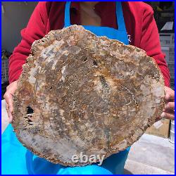 7200g Natural Petrified Wood Fossil Crystal Polished Slices Healing KH1122