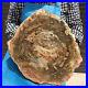 7250G_Natural_Petrified_Wood_Slice_Real_Authentic_Piece_History_Fossil_33_01_pune