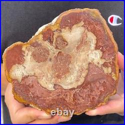 730g Rare Natural petrified wood rough Wood fossil mineral specimen healing