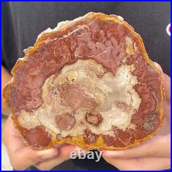 730g Rare Natural petrified wood rough Wood fossil mineral specimen healing