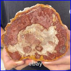 730g Rare Natural petrified wood rough Wood fossil mineral specimen healing