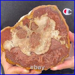 730g Rare Natural petrified wood rough Wood fossil mineral specimen healing