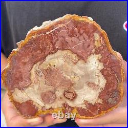 730g Rare Natural petrified wood rough Wood fossil mineral specimen healing