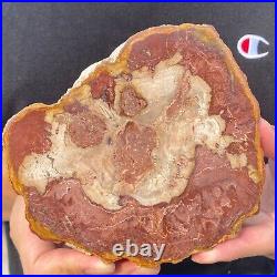 730g Rare Natural petrified wood rough Wood fossil mineral specimen healing