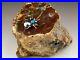 757_gr_Arizona_Petrified_Wood_and_sterling_silver_desert_bug_spider_paperweight_01_wy
