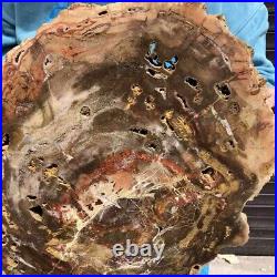 7660G Natural Petrified Wood Fossil Crystal Polished Slice Madagascar 11