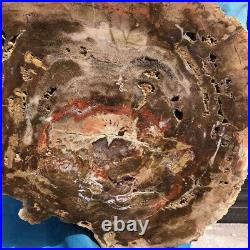 7660G Natural Petrified Wood Fossil Crystal Polished Slice Madagascar 11
