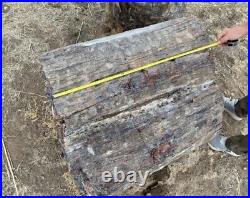 7700 lbs Arizona petrified wood logs at $1 per lb Chinle frm