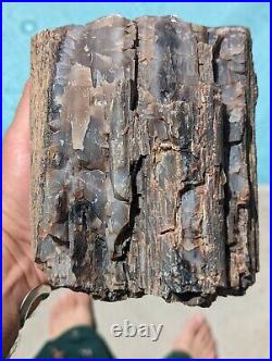 7Lb 14Oz Petrified Wood Stone Log Natural Rainbow Gray Bark Silvery Blue Arizona