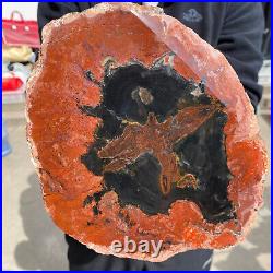 7.2lb Rare Natural Red Petrified Wood Fossil Crystal Rough Slice From Madagascar