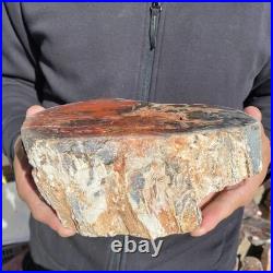 7.3LB Natural petrified wood rough Wood fossil mineral specimen healing energy 7.3LB Natural petrified wood rough Wood fossil mineral specimen healing energy