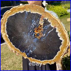 7.47LB Natural Petrified Wood Slab Fossilized Wood Slice Crystal Gem Specimen