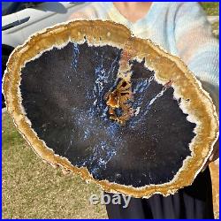 7.47LB Natural Petrified Wood Slab Fossilized Wood Slice Crystal Gem Specimen