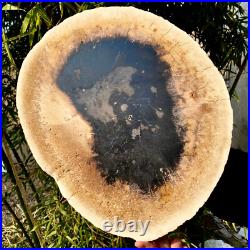 7.4LB Natural Petrified Wood Crystal Fossil Slice Shape Specimen HealingLarge 7.4LB Natural Petrified Wood Crystal Fossil Slice Shape Specimen HealingLarge