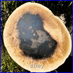 7.4LB Natural Petrified Wood Crystal Fossil Slice Shape Specimen HealingLarge 7.4LB Natural Petrified Wood Crystal Fossil Slice Shape Specimen HealingLarge