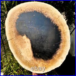 7.4LB Natural Petrified Wood Crystal Fossil Slice Shape Specimen HealingLarge 7.4LB Natural Petrified Wood Crystal Fossil Slice Shape Specimen HealingLarge