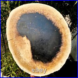 7.4LB Natural Petrified Wood Crystal Fossil Slice Shape Specimen HealingLarge 7.4LB Natural Petrified Wood Crystal Fossil Slice Shape Specimen HealingLarge