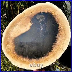 7.4LB Natural Petrified Wood Crystal Fossil Slice Shape Specimen HealingLarge 7.4LB Natural Petrified Wood Crystal Fossil Slice Shape Specimen HealingLarge