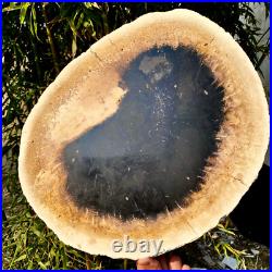 7.4LB Natural Petrified Wood Crystal Fossil Slice Shape Specimen HealingLarge 7.4LB Natural Petrified Wood Crystal Fossil Slice Shape Specimen HealingLarge