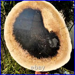 7.4LB Natural Petrified Wood Crystal Fossil Slice Shape Specimen HealingLarge 7.4LB Natural Petrified Wood Crystal Fossil Slice Shape Specimen HealingLarge
