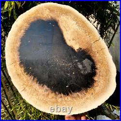 7.4LB Natural Petrified Wood Crystal Fossil Slice Shape Specimen HealingLarge 7.4LB Natural Petrified Wood Crystal Fossil Slice Shape Specimen HealingLarge