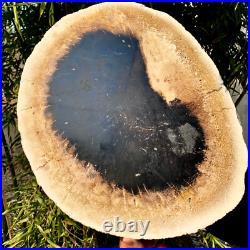 7.4LB Natural Petrified Wood Crystal Fossil Slice Shape Specimen HealingLarge 7.4LB Natural Petrified Wood Crystal Fossil Slice Shape Specimen HealingLarge