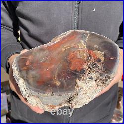 7.6LB Rare Natural petrified wood rough Wood fossil mineral specimen healing