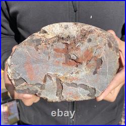 7.6LB Rare Natural petrified wood rough Wood fossil mineral specimen healing