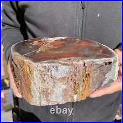 7.6LB Rare Natural petrified wood rough Wood fossil mineral specimen healing