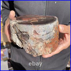 7.6LB Rare Natural petrified wood rough Wood fossil mineral specimen healing