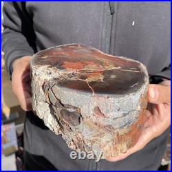 7.6LB Rare Natural petrified wood rough Wood fossil mineral specimen healing